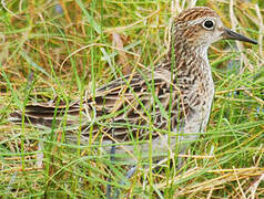 Sharp-tailed Sandpiper