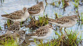 Sharp-tailed Sandpiper