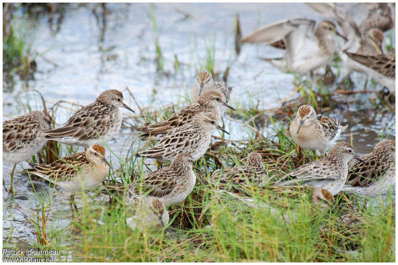 Sharp-tailed Sandpiperpost breeding, habitat, pigmentation