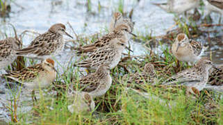 Sharp-tailed Sandpiper