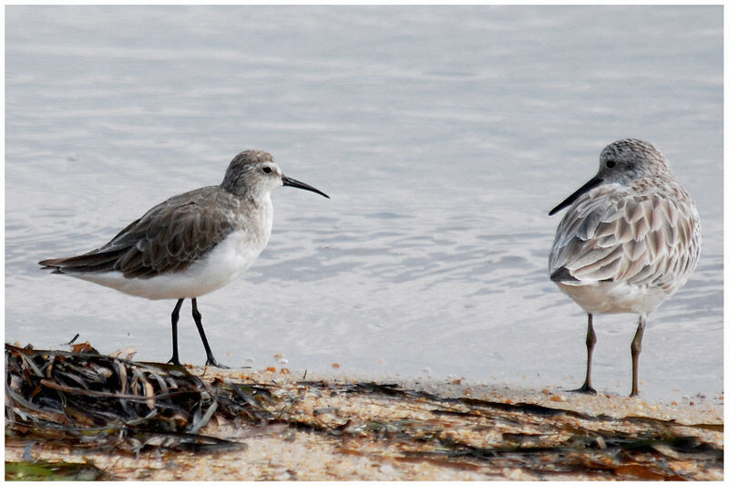 Curlew Sandpiperadult