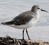 Curlew Sandpiper