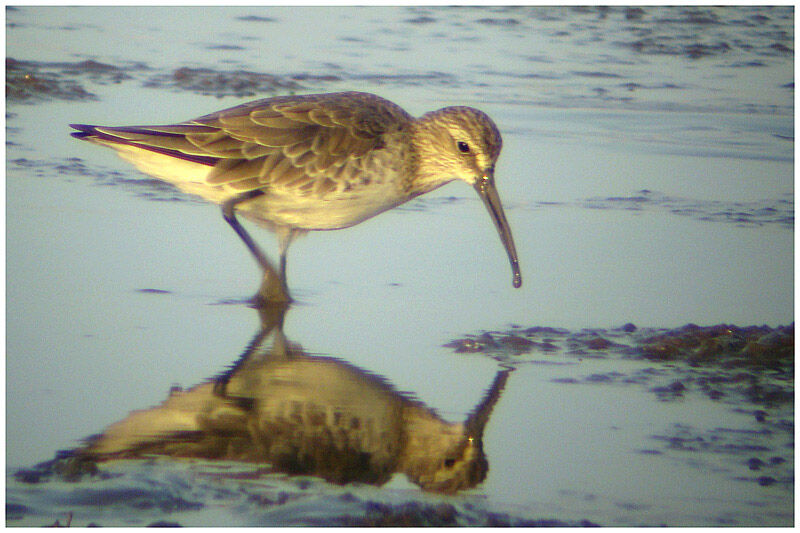 Curlew Sandpiperadult