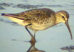 Curlew Sandpiper