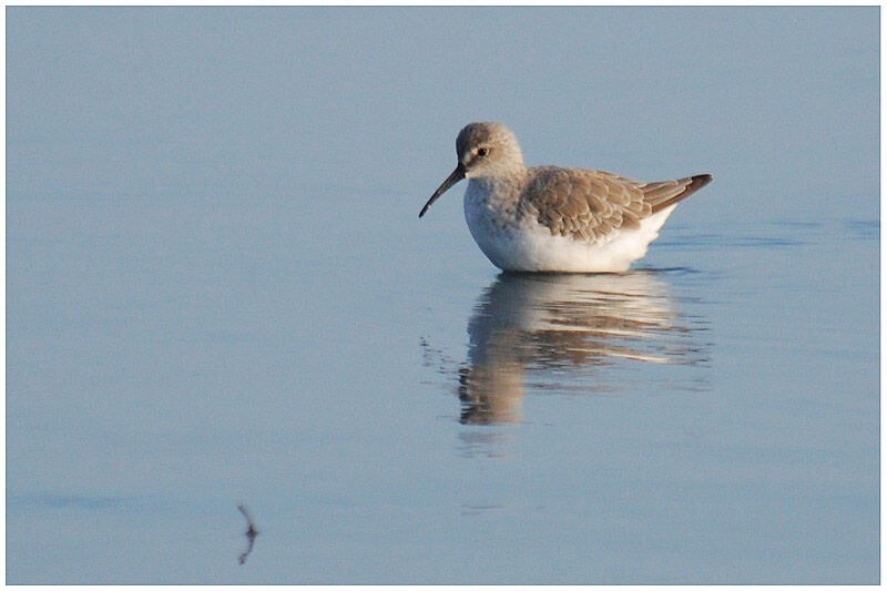 Curlew Sandpiperadult post breeding