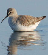 Curlew Sandpiper