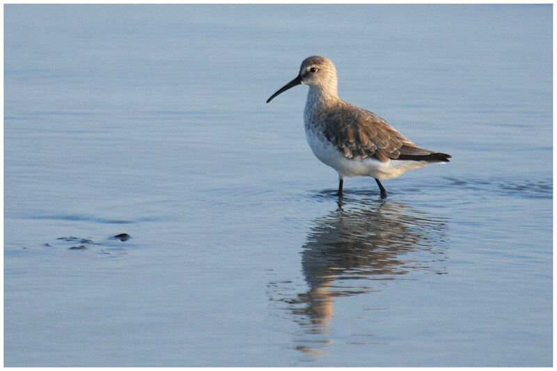 Curlew Sandpiperadult post breeding