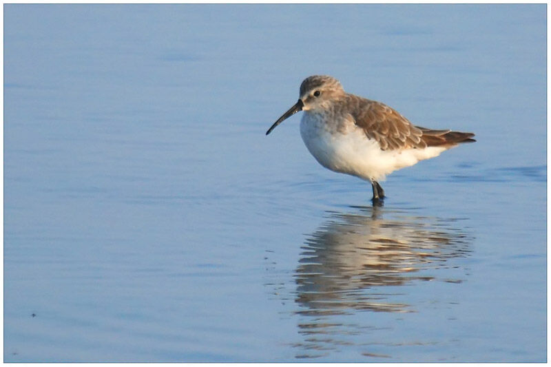 Curlew Sandpiperadult post breeding