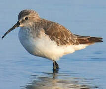 Curlew Sandpiper