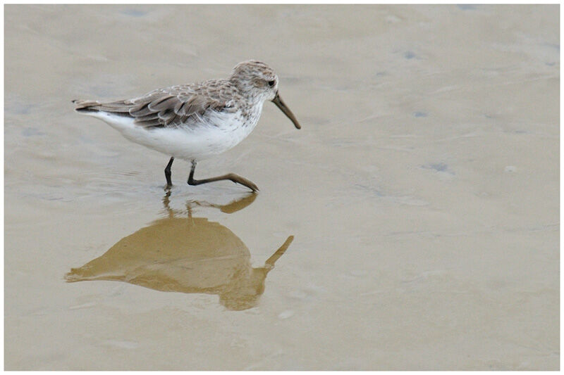 Western Sandpiperadult post breeding