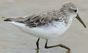 Western Sandpiper