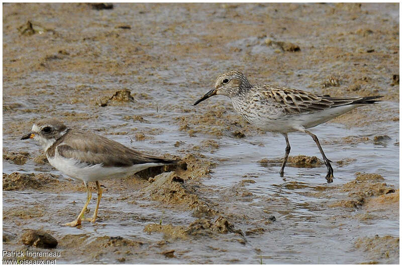 Bécasseau de Bonaparteadulte internuptial, identification