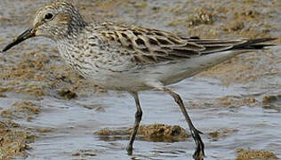 White-rumped Sandpiper