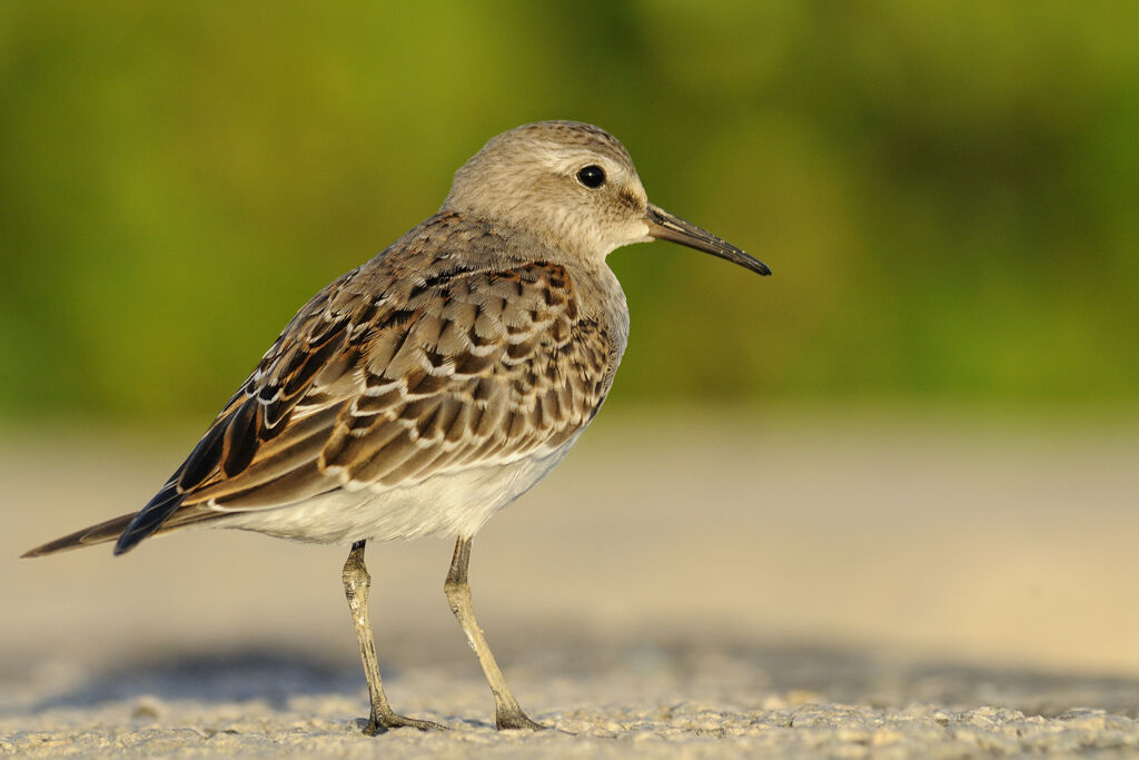 White-rumped Sandpiperimmature