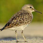 White-rumped Sandpiper