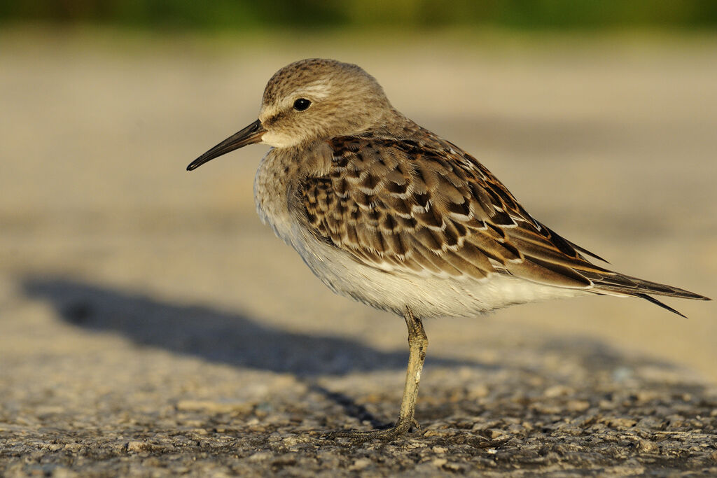 White-rumped Sandpiperimmature