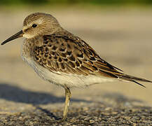 White-rumped Sandpiper