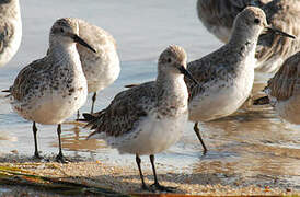 Great Knot