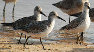 Great Knot