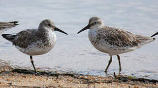 Great Knot