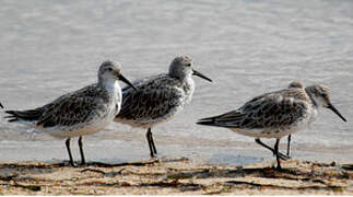 Great Knot