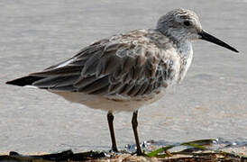 Great Knot