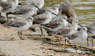 Great Knot