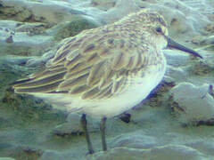 Broad-billed Sandpiper