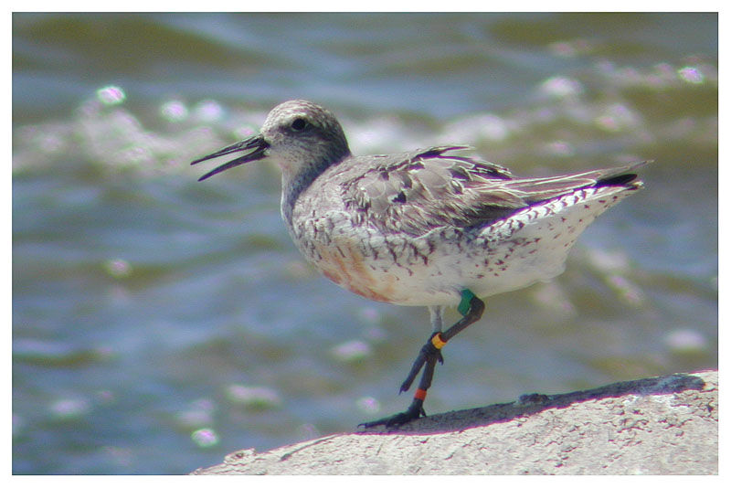 Red Knotadult post breeding