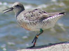 Red Knot