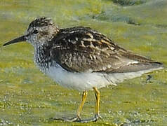 Least Sandpiper