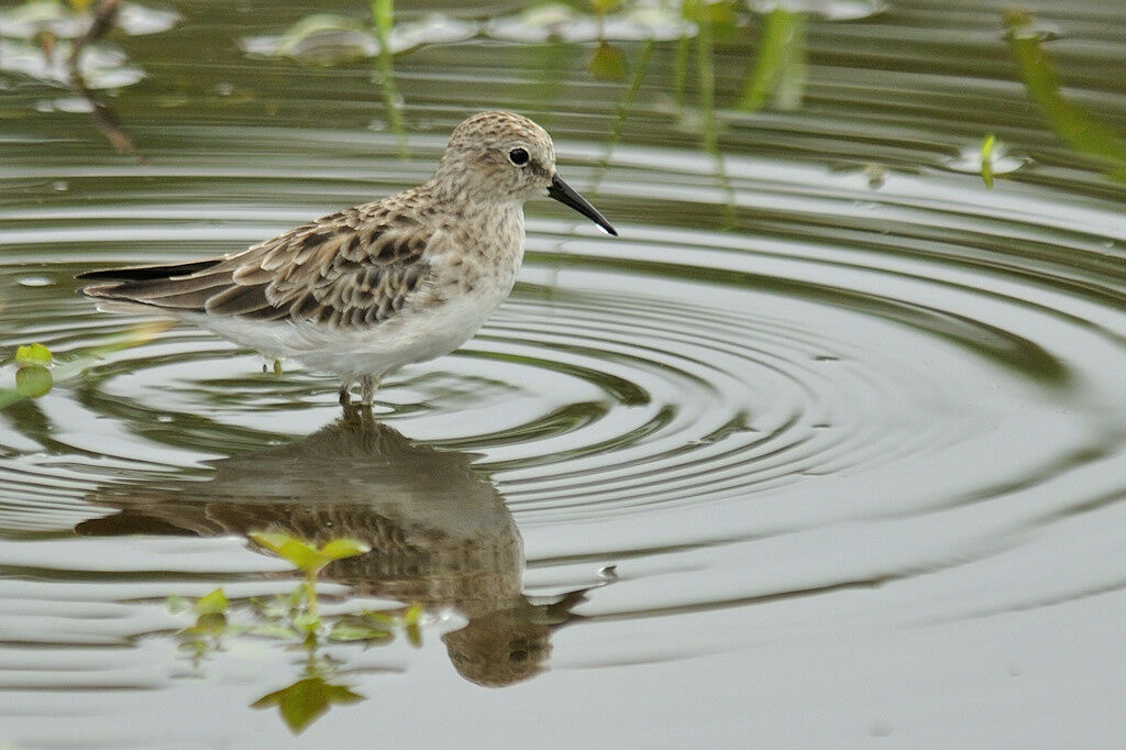 Least Sandpiperadult post breeding