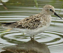 Least Sandpiper