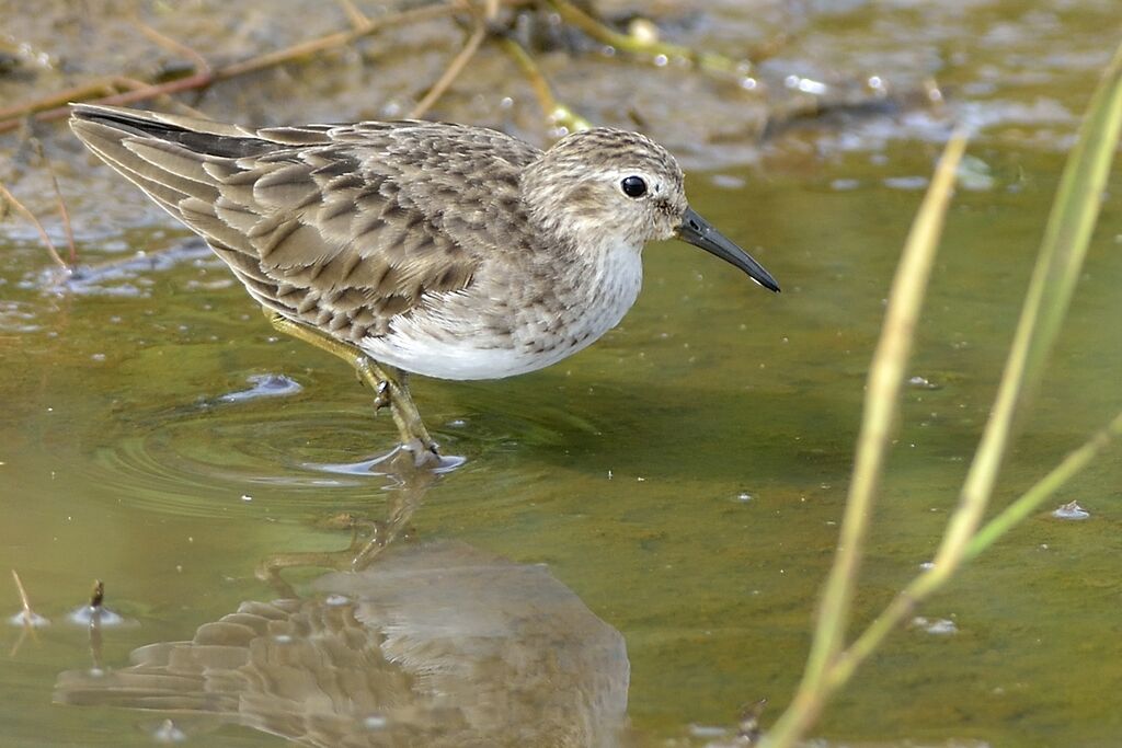 Least Sandpiperadult post breeding