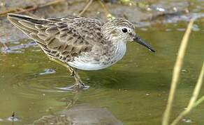 Least Sandpiper