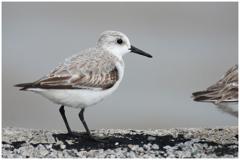 Sanderlingadult post breeding