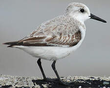 Bécasseau sanderling