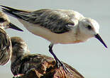 Bécasseau sanderling