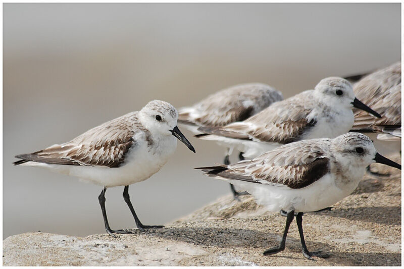 Sanderlingadult post breeding