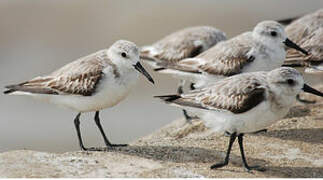 Bécasseau sanderling