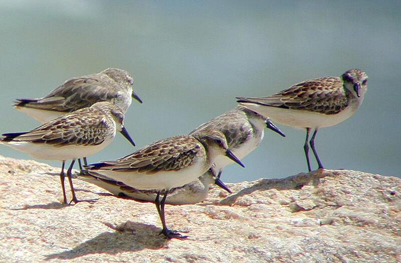 Semipalmated Sandpiper