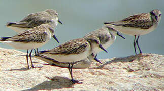 Semipalmated Sandpiper