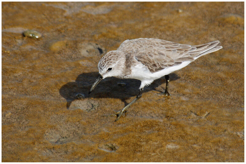 Semipalmated Sandpiperadult post breeding