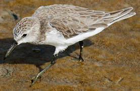 Semipalmated Sandpiper