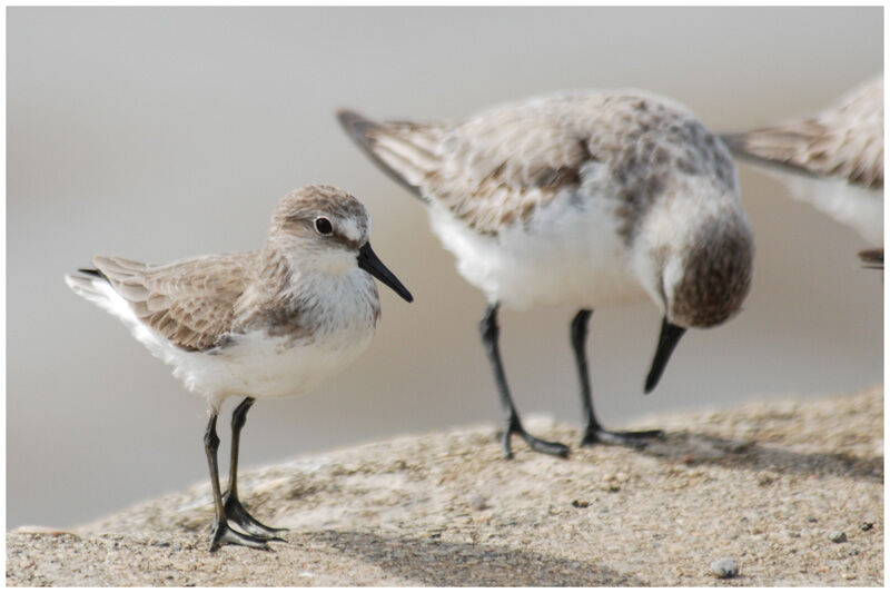 Semipalmated Sandpiper