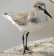 Semipalmated Sandpiper