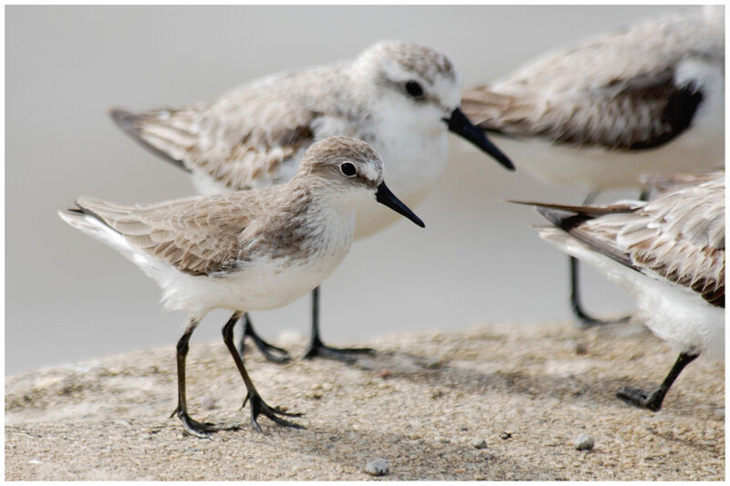 Semipalmated Sandpiper