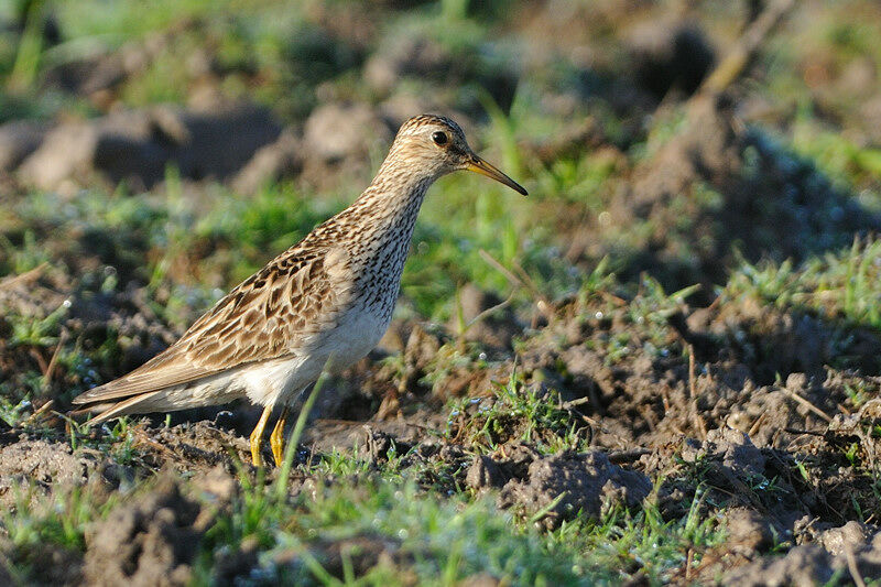 Pectoral Sandpiperadult post breeding