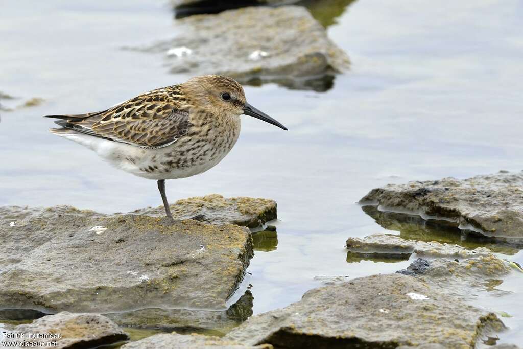 Bécasseau variablejuvénile, identification