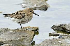 Dunlin